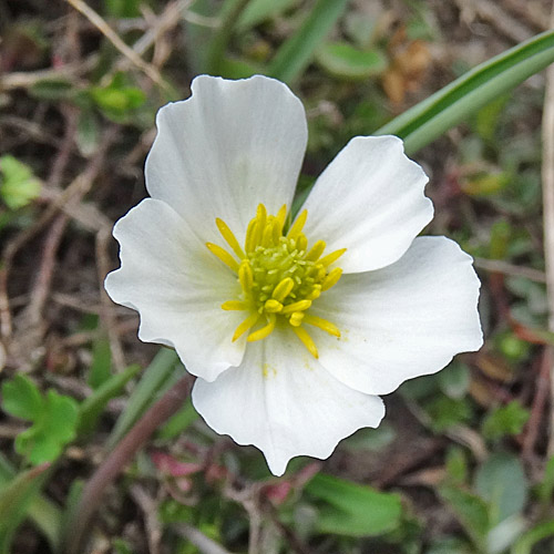 Wegerich-Hahnenfuss / Ranunculus kuepferi